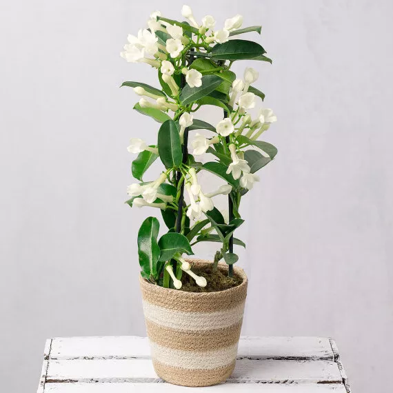 plants - White Stephanotis in Jute Pot, £28.50 - A beautifully scented white Stephanotis plant, also known as Madagascar jasmine, is presented in a classic Jute pot.