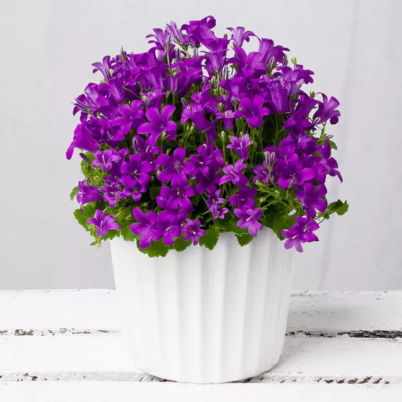 plants - Cottage Campanula, £22.00 - Add a touch of country charm to your home with a potted Campanula.
