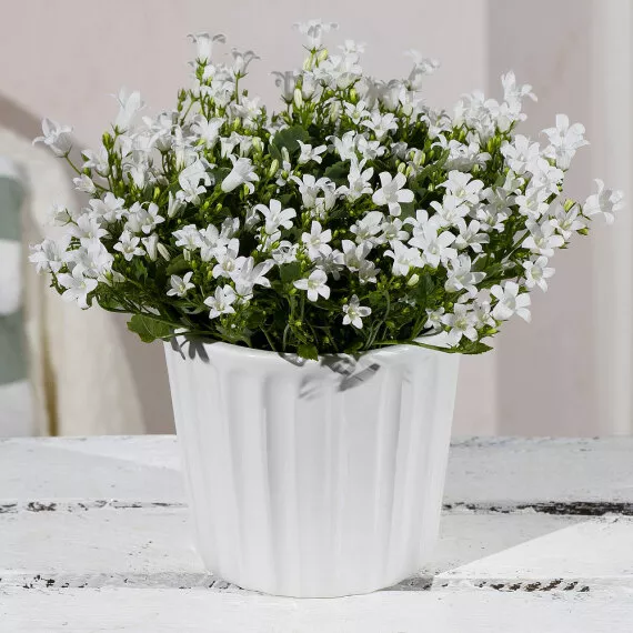 flowers - White Campanula in Ceramic Pot, £22.00 - Classic and delicate, this White Campanula with its matching white ceramic pot brings an elegant touch to any room.