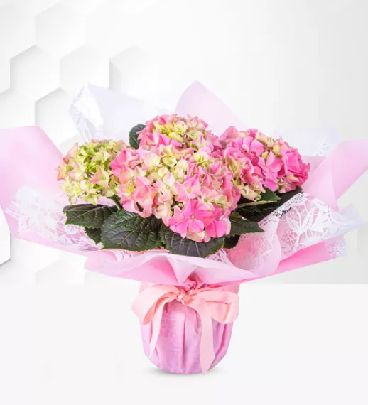 flowers - Summer Hydrangea Plant, £44.99 - This Summer Hydrangea plant is beautifully gift-wrapped with pink ribbon that effortlessly coordinates with its stunning pink petals.