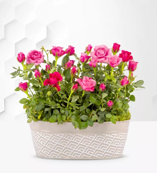 plants - Delightful Roses, £44.99 - Our stunning Rose Duo plant is a perfect rose plant gift.