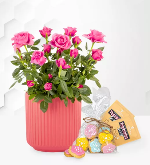 plants - Rose Tea Garden Gift, £38.99 - This beautiful pink rose plant gift is perfect for all occasions, including birthdays!