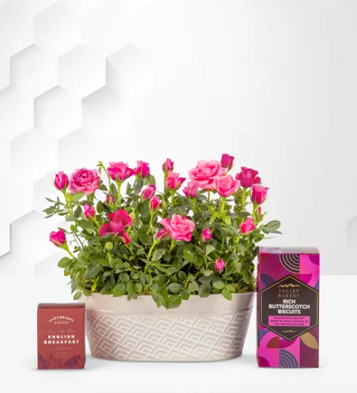 plants - Summer Roses Gift Set, £49.99 - Our stunning Rose Duo Gift is a perfect rose plant gift.