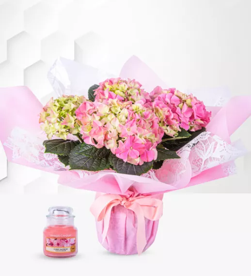 flowers - Harmonious Hydrangea Gift Set, £49.99 - This beautiful hydrangea plant gift features stunning pink petals, beautifully gift-wrapped with a contrasting ribbon.