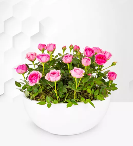 flowers - Luxury Pink Rose Bowl, £79.99 - Presenting this luxury pink rose bowl, a stunning embodiment of elegance.
