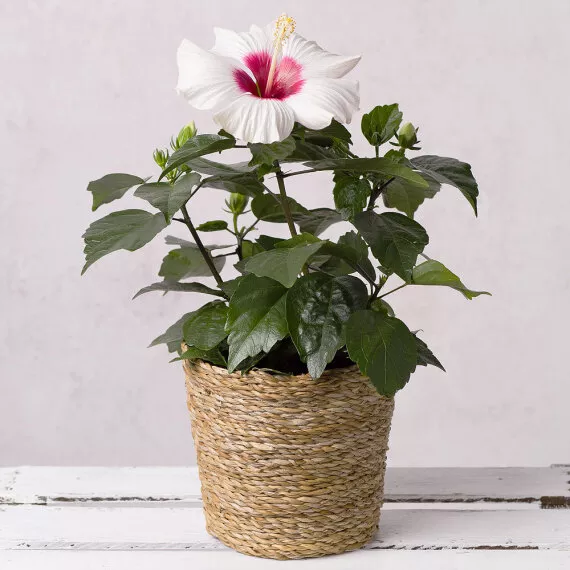 plants - Hibiscus in Seagrass Pot, £28.50 - Delivered in a charming woven seagrass pot, this Hibiscus stands tall and beautiful amongst its large leaves.