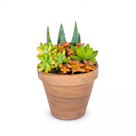 plants - Succulent Garden Pot, £24.99 - Presenting our Succulent Garden Pot, a charming collection of three mini succulents nestled in moss within a stylish grey pot.