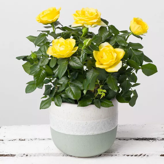 plants - Yellow Rose in Green Stoneware Pot, £24.50 - Send a ray of sunshine to a loved one with this lovely yellow Rose plant delivered in a stylish green stoneware pot.
