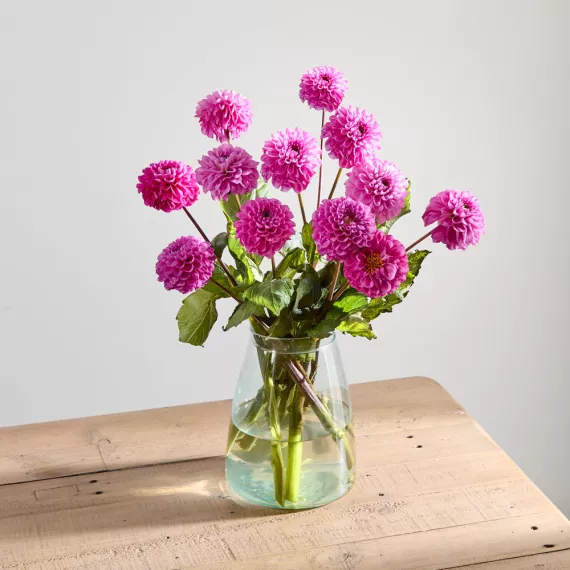 flowers - Pink Dahlias, £40.00 - A beautiful bouquet featuring a generous bunch of stunning pink dahlias.