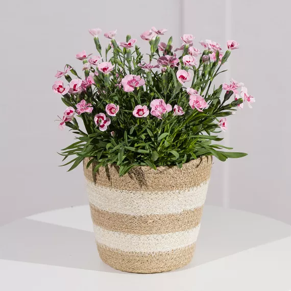 plants - Carnation Plant in Jute Pot, £20.00 - Brighten any space with this charming pink Carnation plant, delivered in a neutral jute pot.