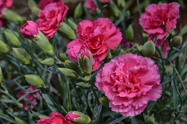 Order carnations from uk florists