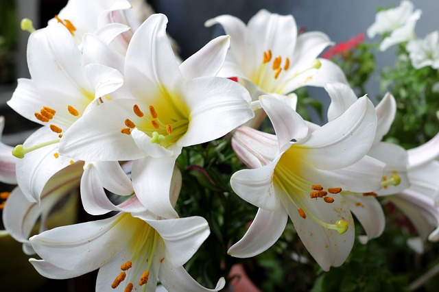 Order lilies from uk florists