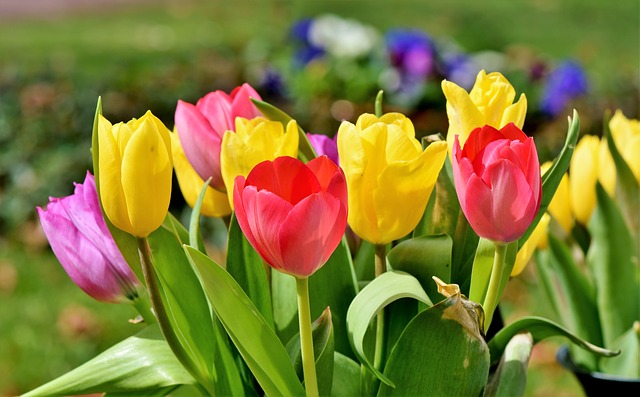 Order tulips flowers from uk florists