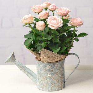 Pink Rose in Watering Can
