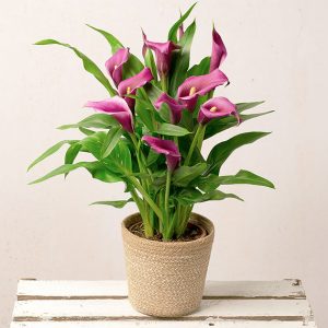 Purple Calla Lily Plant