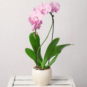 Cascade Phalaenopsis Orchid