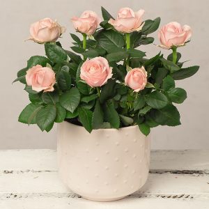 Pink Rose in Pink Ceramic Pot