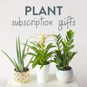 Monthly Plant Gift